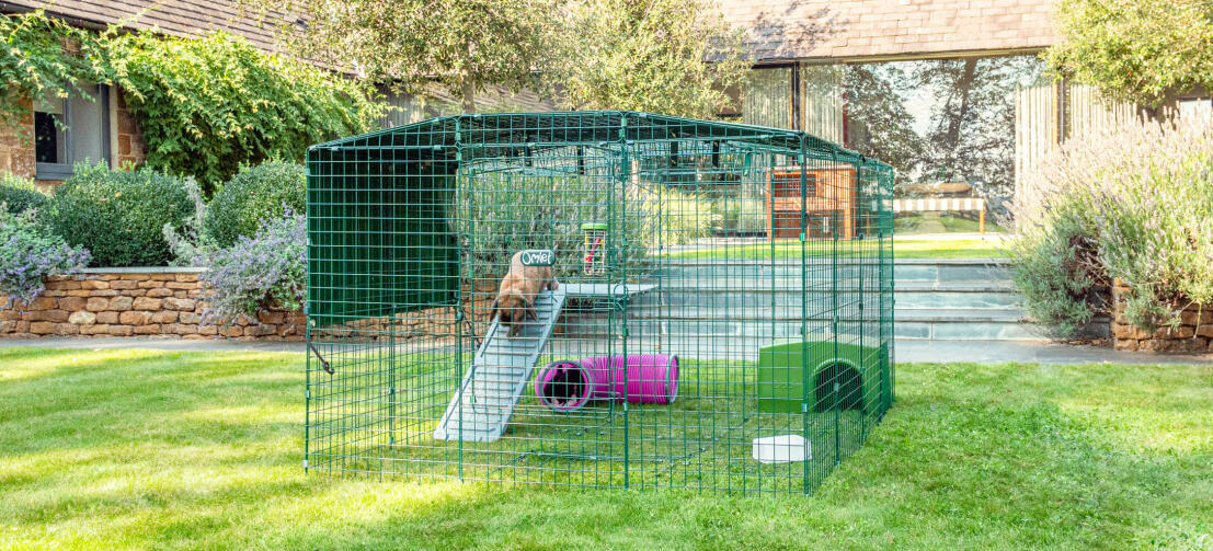 Rabbit playing in the run accessorized with platforms and toys