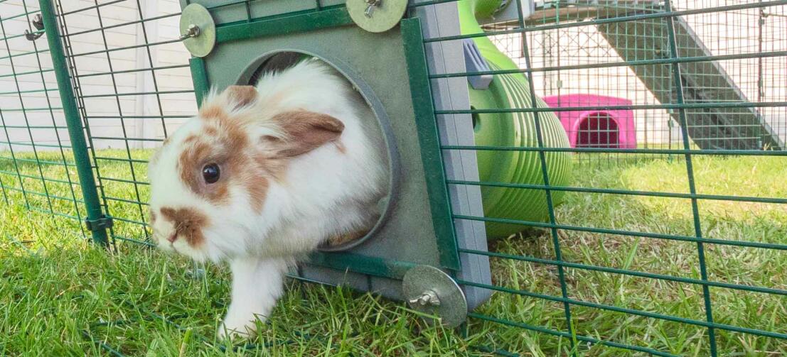 Rabbit entering an outdoor rabbit run connected to a rabbit hutch with a tunnel