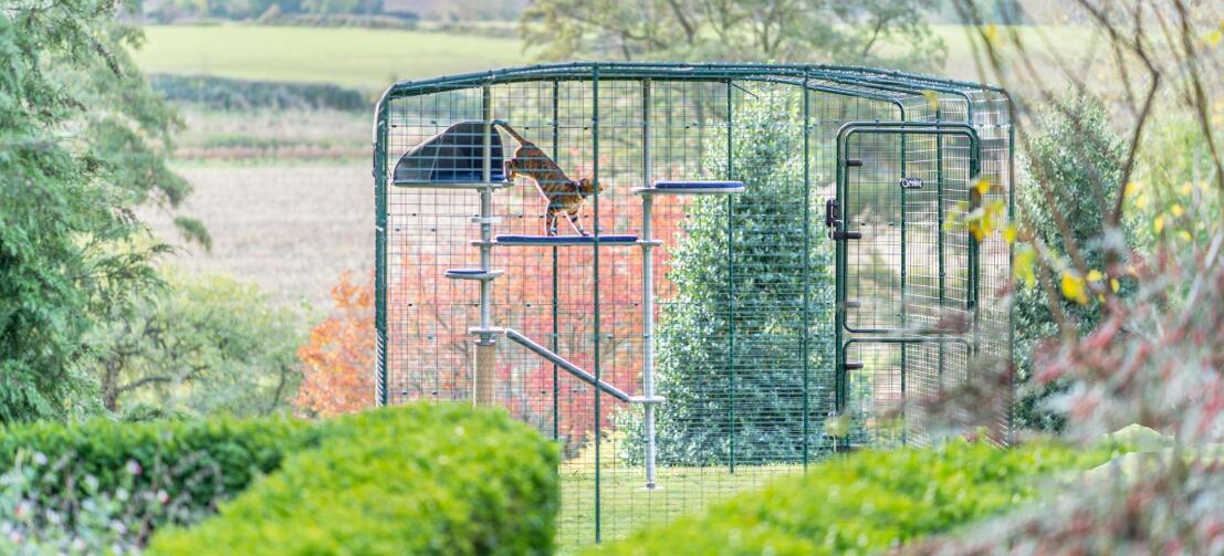 Cat climbing Freestyle outdoor cat tree in Omlet catio outside in garden