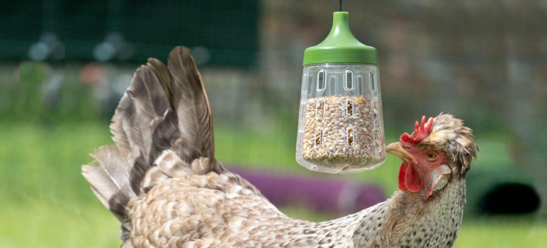 Chicken eating from the Omlet peck toy