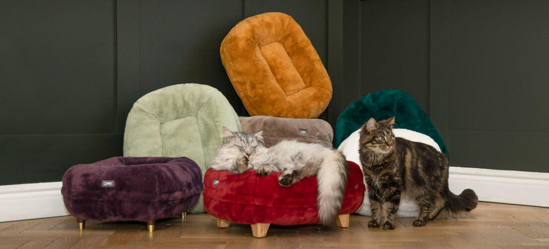 cats sleeping and walking around the cosy collection donut cat beds, available in elegant colours