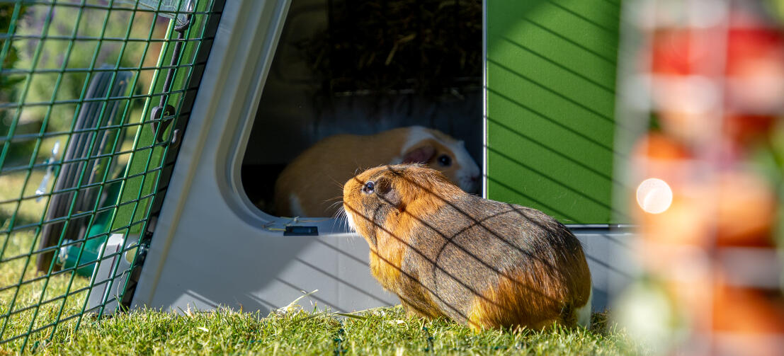 Eglu Go guinea pig hutch and run