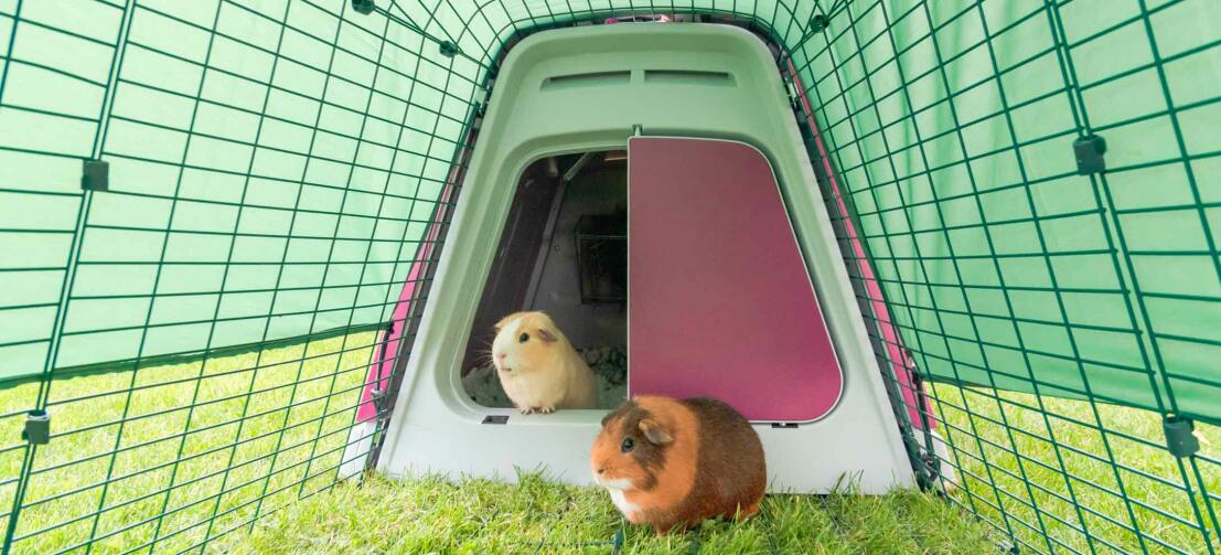 Eglu Go Guinea Pig Hutch Omlet