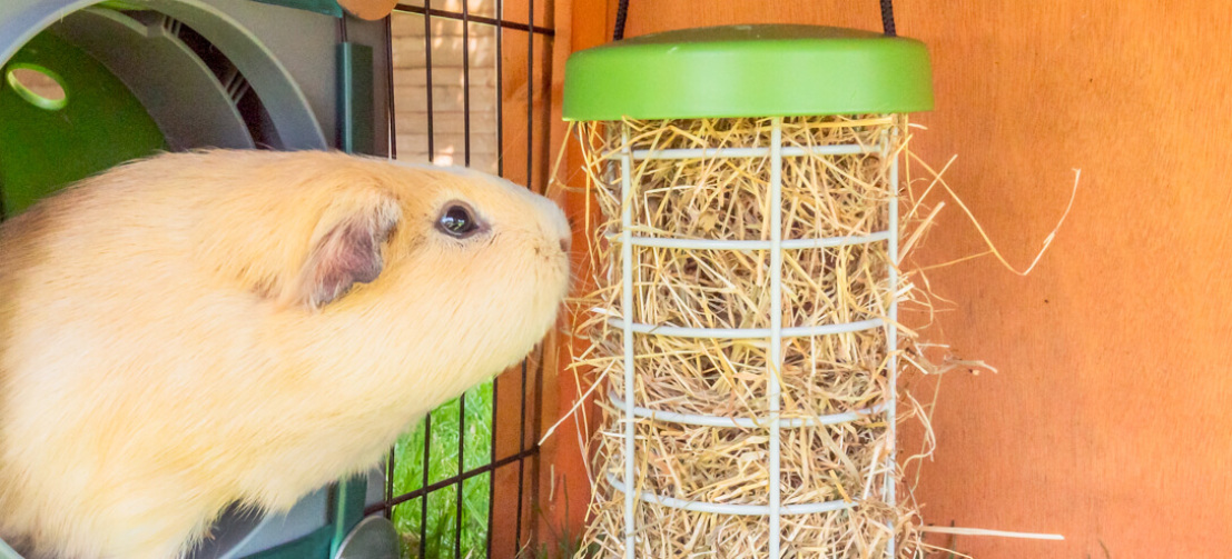 Caddi Guinea Pig Treat Holder Omlet