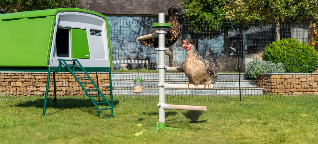Sunny garden with a large chicken coop Eglu Cube and a freestanding universal chicken perch inside the Omlet chicken fencing