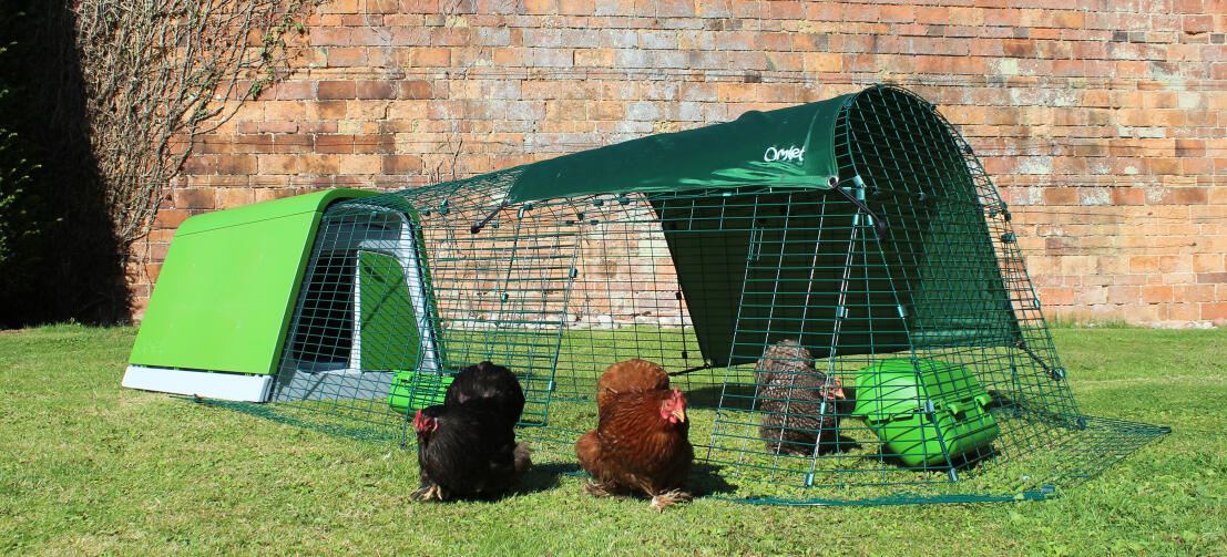 Bantams venturing out of their Eglu Go enclosure