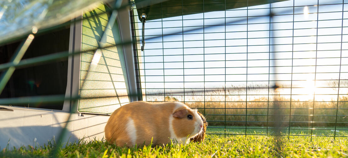 A guinea pig stood next to entrance of Eglu Go hutch inside run.