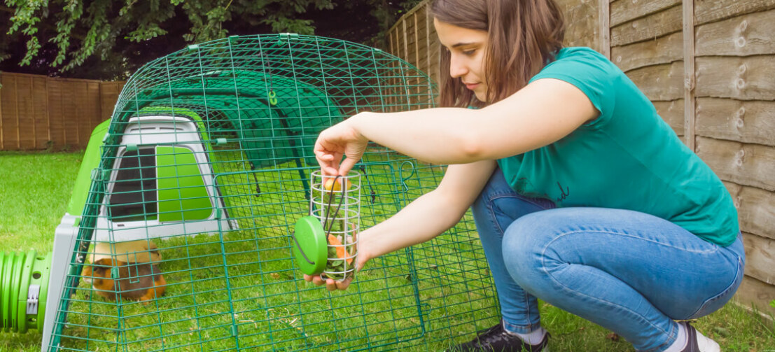 Girl filling Omlet Caddi treat holder with guinea pig in their Eglu Go guinea pig hutch run