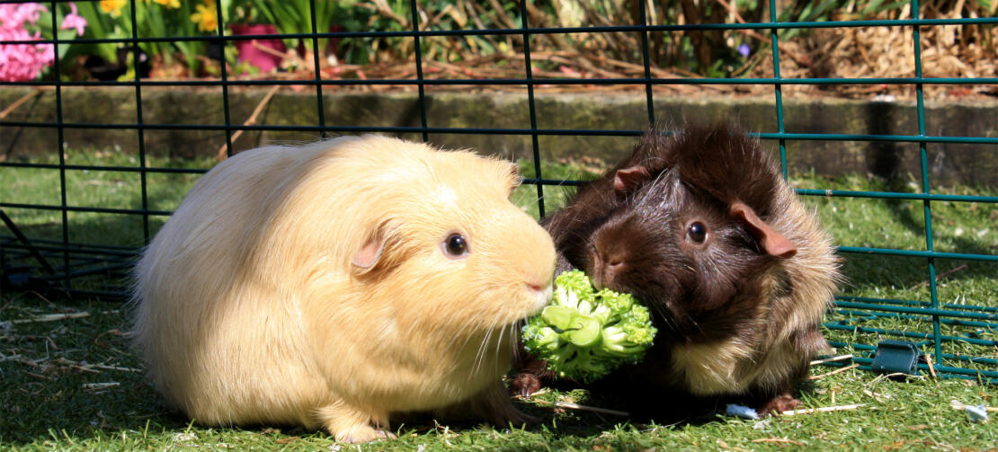 A pair of guinea pigs share a broccoli snack in their enclosure