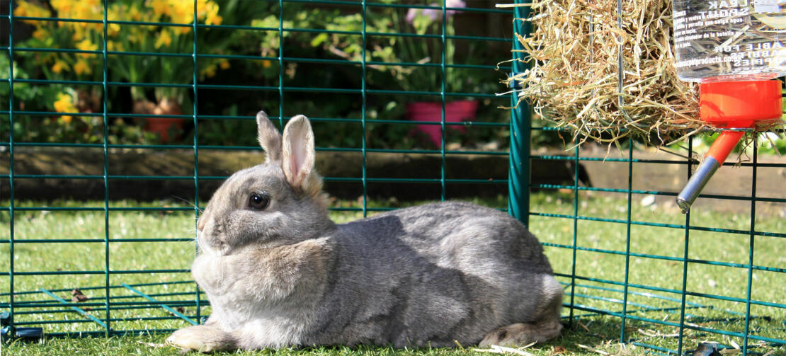 A rabbit relaxing inside a rabbit enclousure with a water next to it.