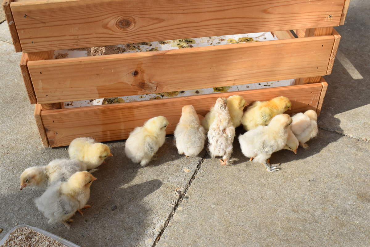 Hatching And Rearing Your Own Chicks Eggs Chickens Guide Omlet