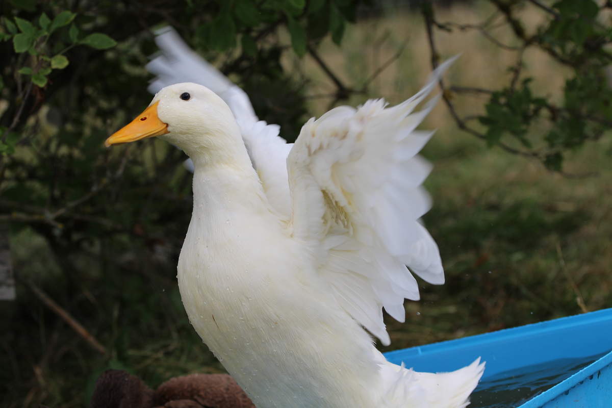 Pekin Duck | Ducks | Breed Information | Omlet