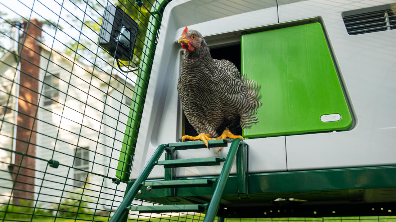 A grey chicken appearing from a coop on the at the top of a ladder
