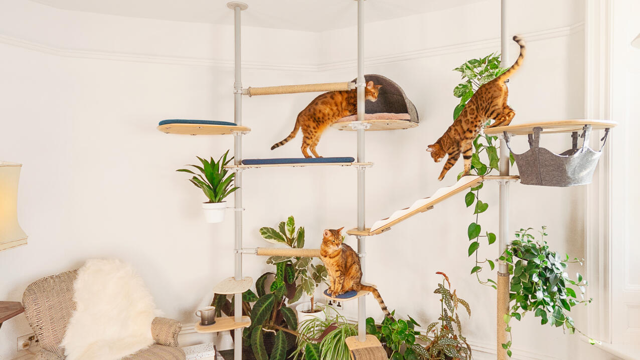Three cats using an elaborate cat tree in a living room