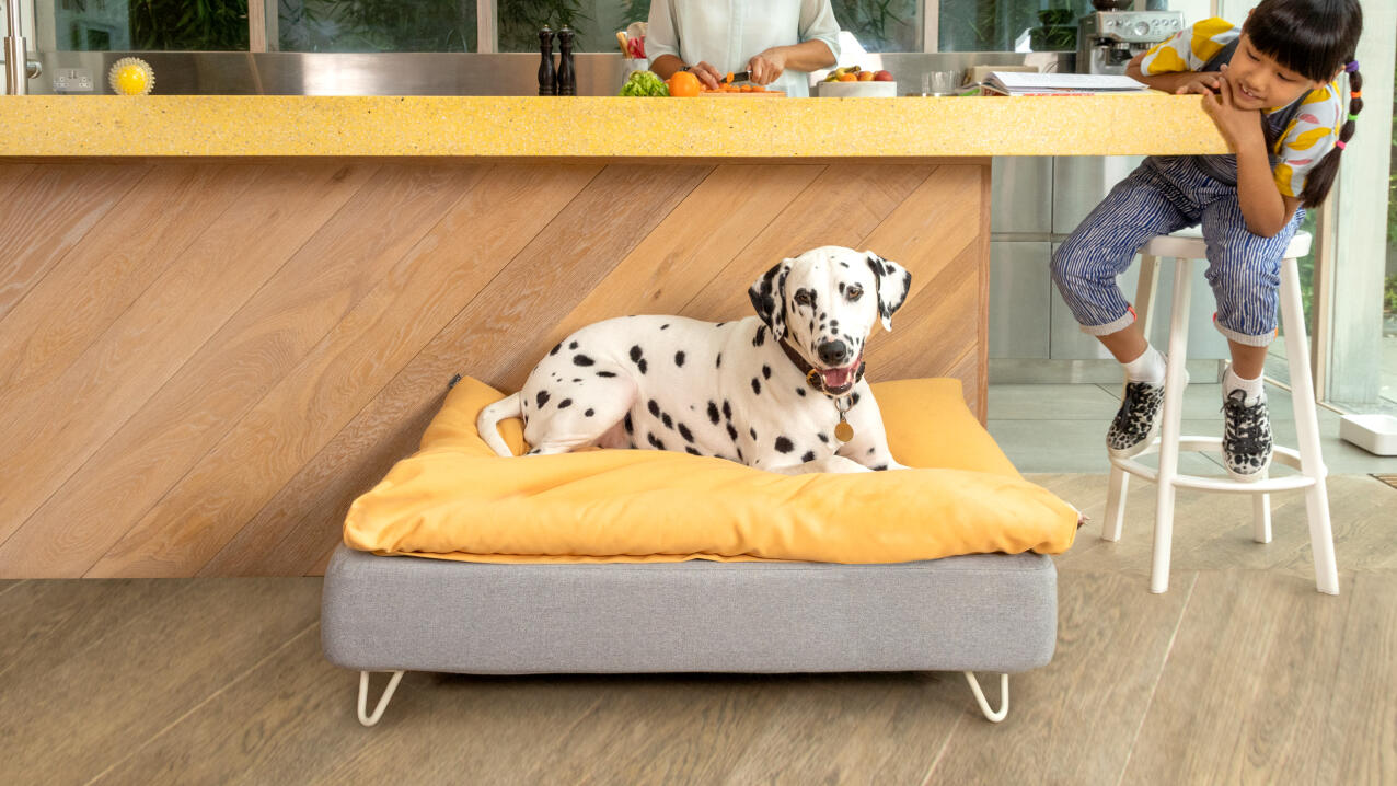 Dalmation on a Topology dog bed with a yellow beanbag topper in a modern kitchen