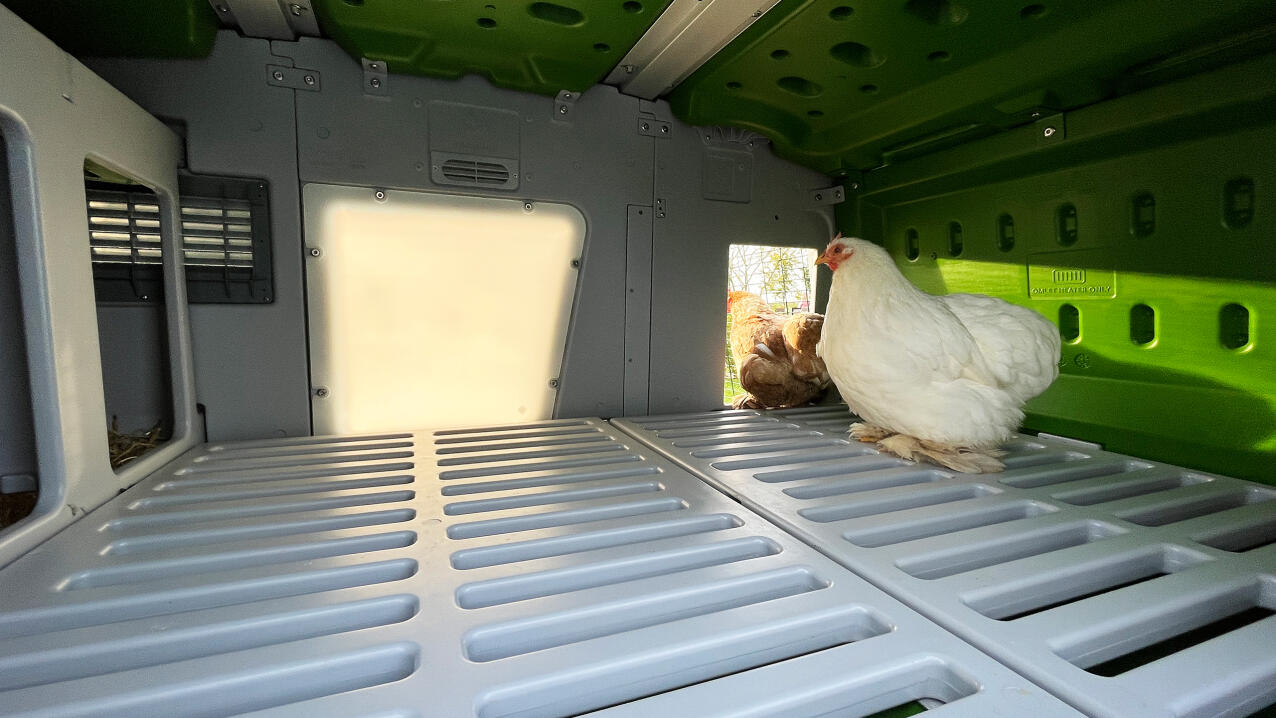 Chickens enjoying the daylight coming into the Eglu pro with the Lux panel