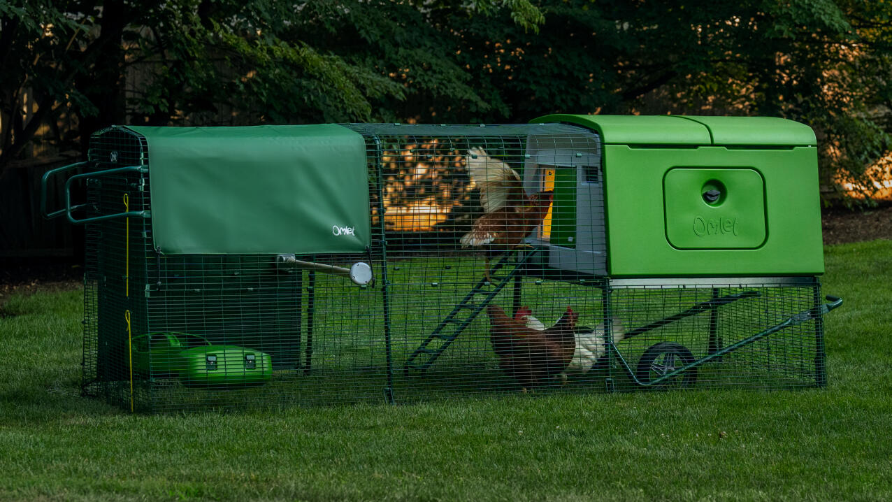 Chickens inside an Eglu Cube chicken coop with run in a garden