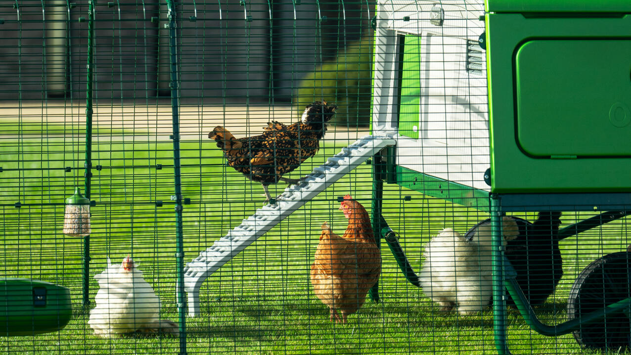 Chicken climbing up a ladder to get into a large chicken coop