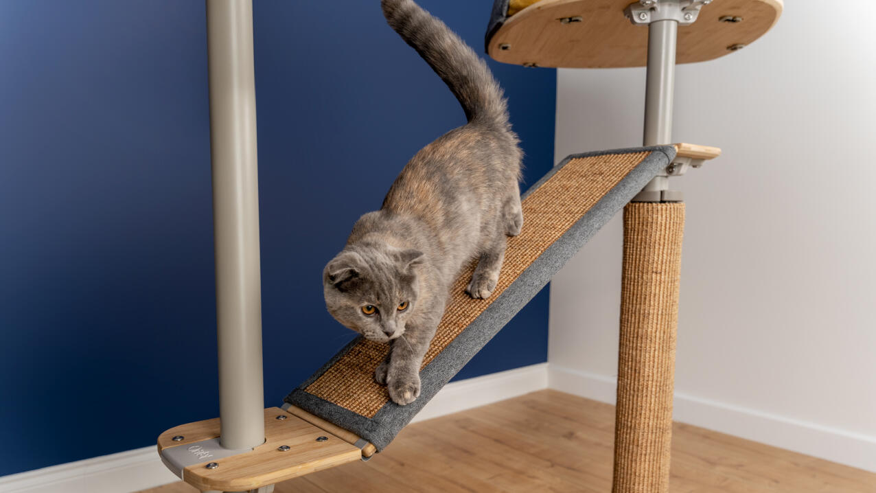 Grey cat walking down a sisal ramp on a Freestyle cat tree