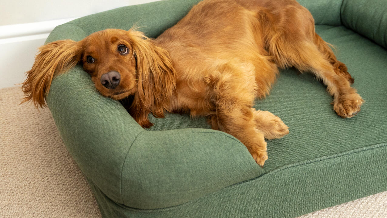 Memory Foam Bolster Dog Beds Omlet