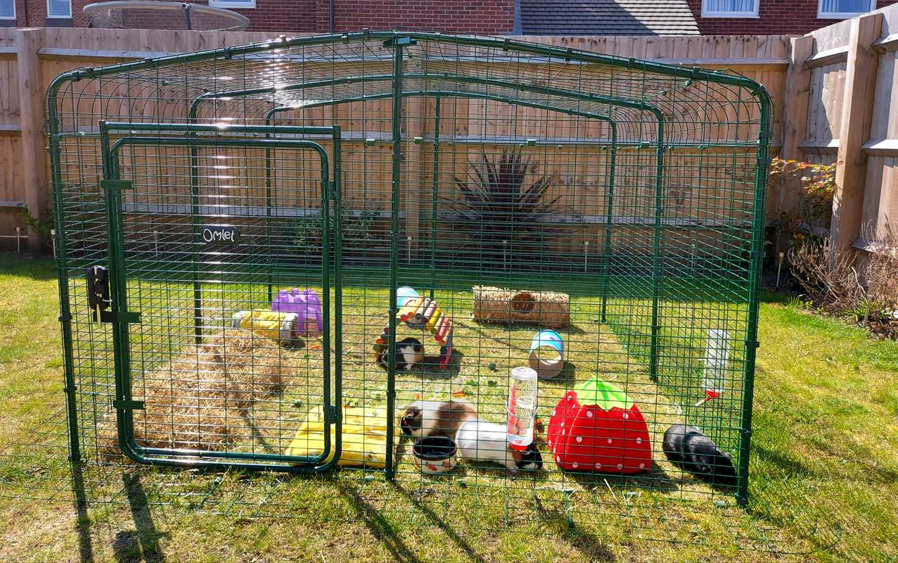 Outdoor Guinea Pig Run Large Outdoor Guinea Pig Enclosure
