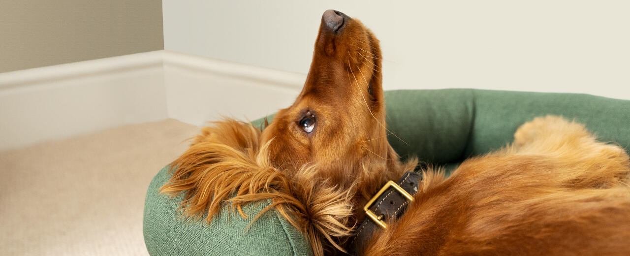 Dog lying back in a cosy bed