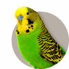 Guide To Keeping Budgies
