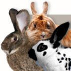 Rabbit Breeds