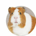 Guinea Pig Guide