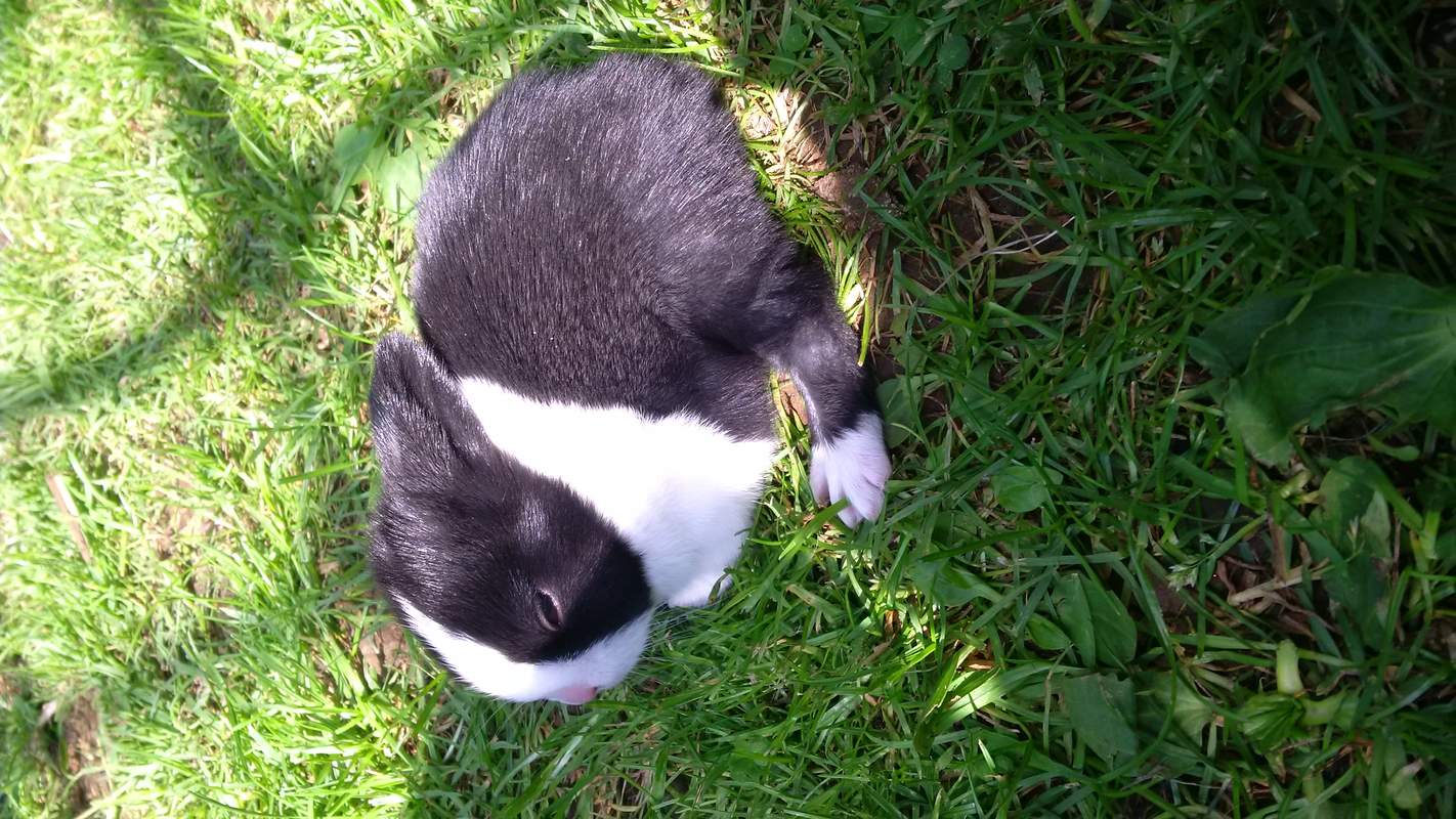 Dutch For Sale | Rabbits | Breed Information | Omlet