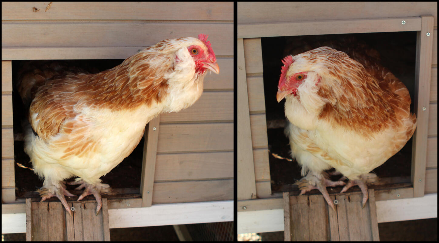 Faverolle For Sale Chickens Breed Information Omlet