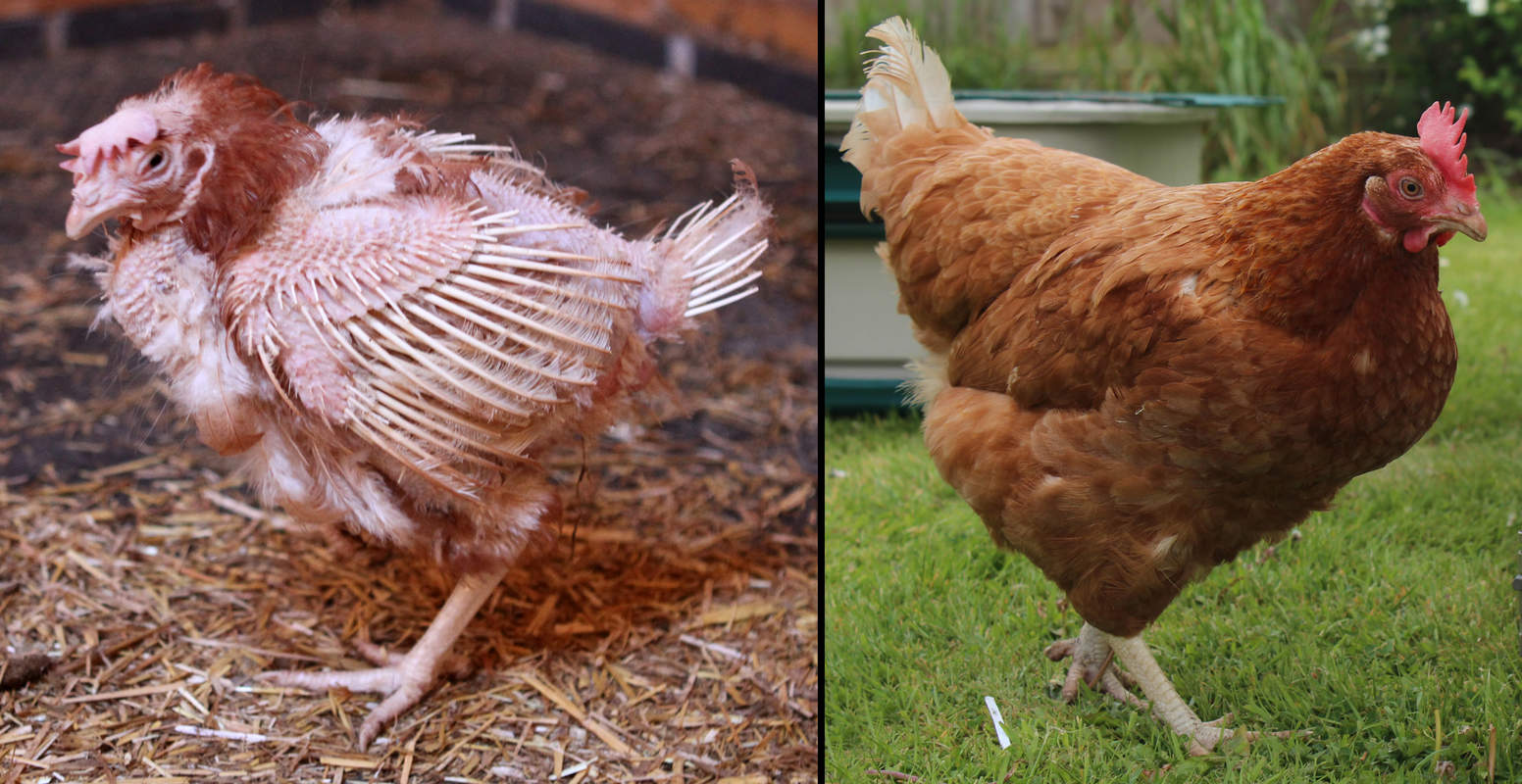 ExBattery Hen For Sale Chickens Breed Information Omlet