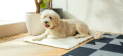 A dog resting on a cooling mat.