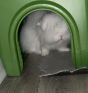 Stanley loving life in his new shelter
