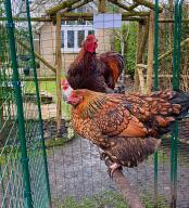 Our chickens love the perch in their walk in run.