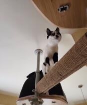 Bilbao on his horizontal scratching post