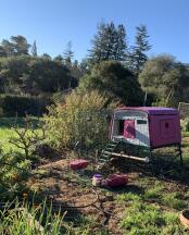 Purple Eglu Cube large chicken coop and run