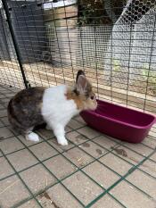 A rabbit drinking from an Omlet drinker in an Eglu Go hutch.