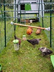 Hedemora hens in 4 metres Eglu Cube with farm and entertainment.
