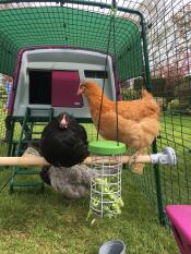 Poultry palace!