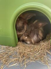 Sleeping bunnys