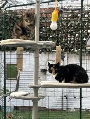Cats love it!