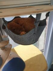 Hammock Kitty