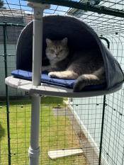 Enjoying the Freestyle cat tree