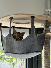 First peek out of his new hammock. he loves it!