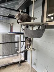 Jalebi and jamoon love their cat tree