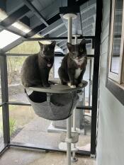Jalebi and jamoon on the hammock platform