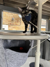 Storm trialling the new hammock platform