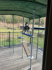 They are so happy with their catio.