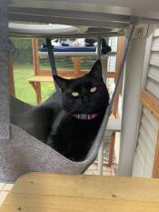 Today i get the hammock!
